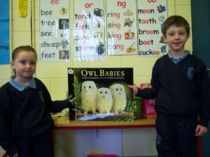 sens-owl babies